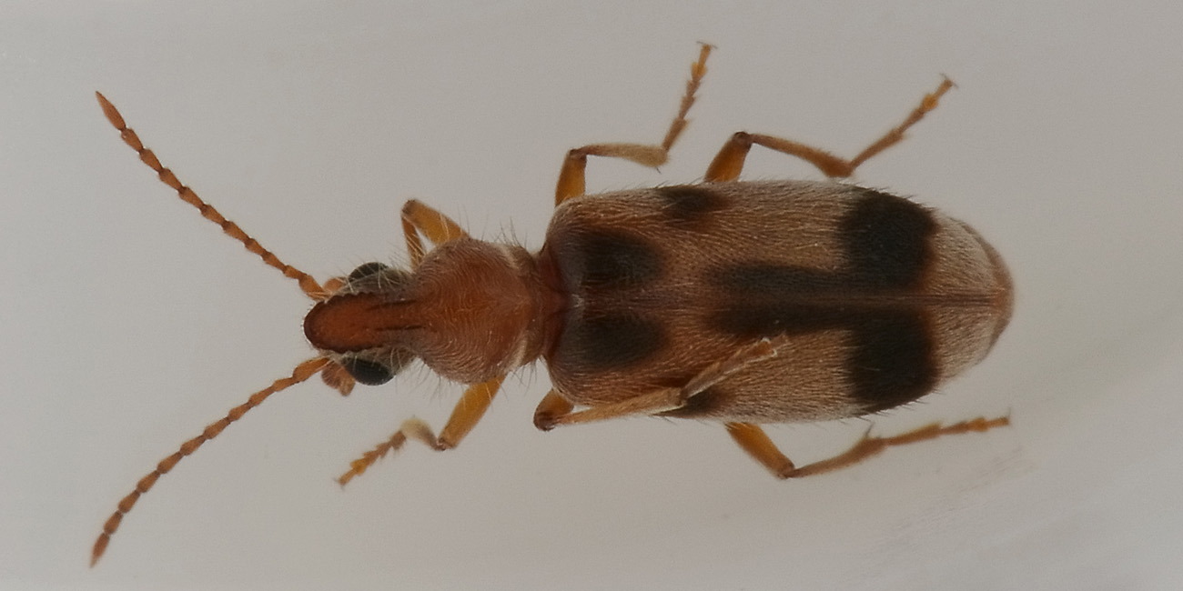 Notoxus brachycerus e Notoxus lonai, Anthicidae